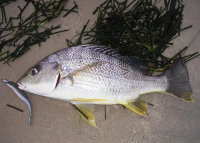 Fish dying in Swartvlei